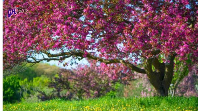nature images